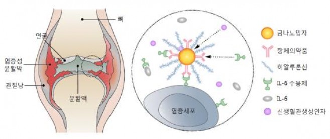포스텍 연구팀이 개발한 관절염 치료제의 개념도. - 포스텍 제공