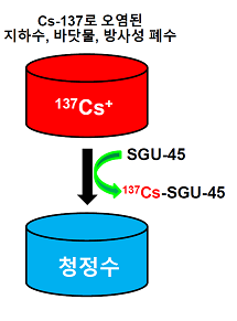 세슘137로 오염된 물에 SGU-45를 풀면 칼륨이온이 세슘이온과 이온교환을 해 오염된 세슘을 제거하게 된다. - 서강대학교 제공