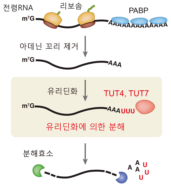 성숙한 전령RNA는 긴 아데닌 꼬리를 가지고 있는데, 기능을 마친 전령RNA는 이 아데닌 꼬리가 짧아지면서 분해가 시작된다(아데닌 꼬리 제거). 아데닌 꼬리가 짧아진 전령RNA는 TUT4, TUT7 효소에 의해 추가로 유리딘 꼬리를 가지게 되면서 더욱 빨리 분해된다. - IBS RNA연구단 제공
