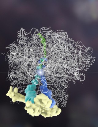 Rqc2 단백질(노란색)이 운반RNA(tRNA,파란색과 청록색)에 붙어 아미노산을 만든다(중앙의 하늘색 둥근 부분). - 유타대 제공
