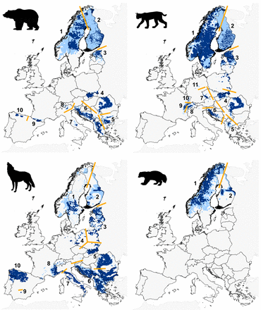 각국의 보호 정책으로 유럽의 대형 포식자 개체수가 늘고 분포 범위가 늘고 있다는 연구결과가 지난해 발표됐다. 위 왼쪽부터 시계방향으로 큰곰, 스라소니, 울버린, 회색늑대. 짙은 파란색은 상주 영역이고 옅은 파란색은 간헐적으로 발견되는 지역이다. - 사이언스 제공