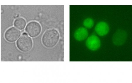 진균의 일종인 효모(왼쪽)과 녹색빛으로 표지된 Upc2 인자 - 전남대 제공