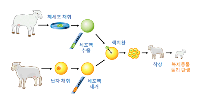 복제양 돌리가 태어나기까지 필요한 과정 - biotechnologyonline.gov.au 제공