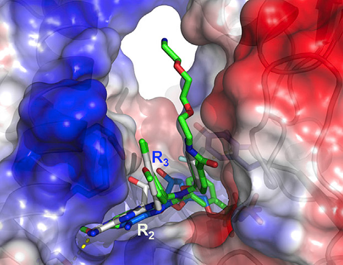 연구팀이 개발한 항암물질이 암보호 단백질인 HSP70과 결합하고 있는 모습 - Chemistry & Biology 제공