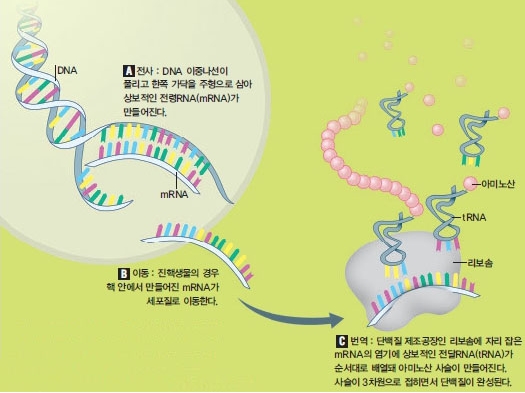 [DNA에서 단백질이 만들어지는 과정] DNA 유전자 정보로부터 mRNA를 거쳐 리보솜에서 단백질을 만드는 작업. 수많은 생체분자가 관여하는 복잡한 과정이다. - 일러스트 박현정 제공