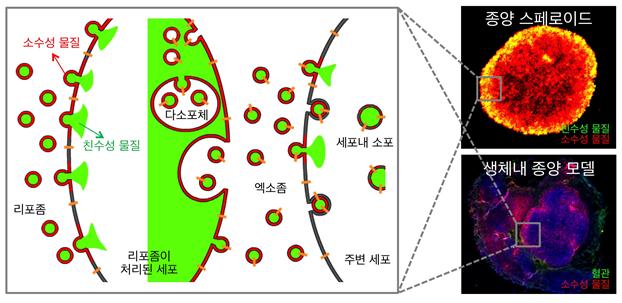 연구팀이 공개한 그래픽. 종양 전역에 약물이 골고루 전달되게 해 항암효과를 높이는 새 종양투과 약물전달 나노기술에 대해 설명하고 있다. - KAIST 제공