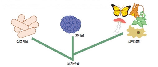 고세균 구조