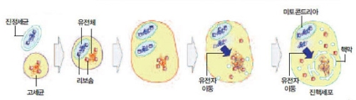 고세균 구조