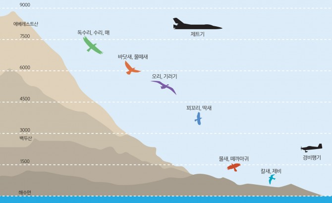 철새 이동 고도(철새는 에너지를 효율적으로 쓰기 위해 최적의 고도를 선택한다. 속도가 빠르고 몸집이 큰 새는 순풍을 탈 수 있는 높은 고도를 선호한다.) - 과학동아 제공
