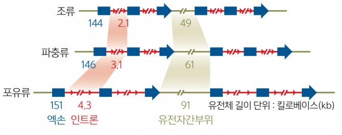 조류 vs 파충류 vs 포유류 유전체 비교(세 동물군에서 생명활동에 필요한 단백질을 만드는 영역(엑손)은 모두 유사하지만, 단백질 발현을 조절하는 부분(인트론, 유전자간부위 등 비암호화 DNA) 양은 조류가 가장 적다. 조류의 유전체가 파충류나 포유류 유전체에 비해 훨씬 효율적이라는 의미다.) - 과학동아 제공