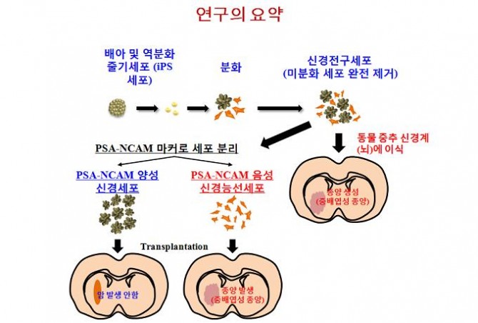 연대 의대 김동욱 교수팀은 신경세포로 분화한 iPS 세포에서 신경능선세포만을 제거해내고 이 세포가 종양을 유발한다는 사실을 밝혔다. - 연세대 제공