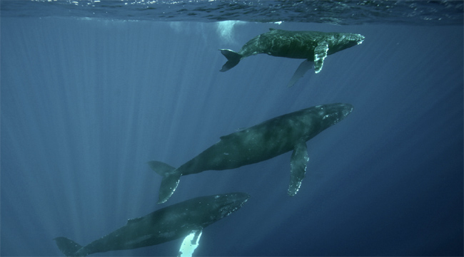 물속에서 잠을 자는 고래는 호흡을 위해 주기적으로 수면 위로 올라와야 하는데, 뇌의 반만 잠들기 때문에 이런 행동들이 가능하다. 새에게도 뇌의 절반씩 잠이 드는 능력이 있다. - Ed Lyman(flickr.com) 제공