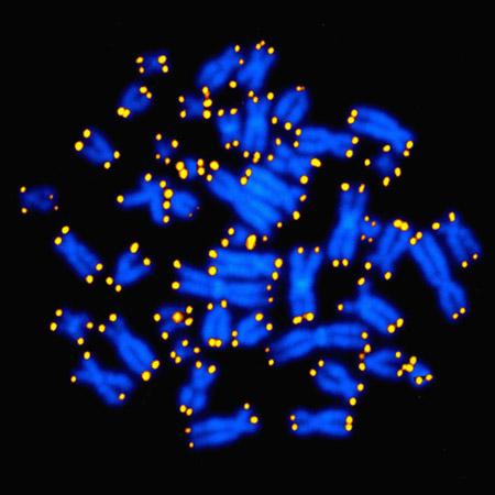 염색체(파란색)의 끝에 달려 있는 텔로미어(노란색 점) - 미국 국립보건원 제공