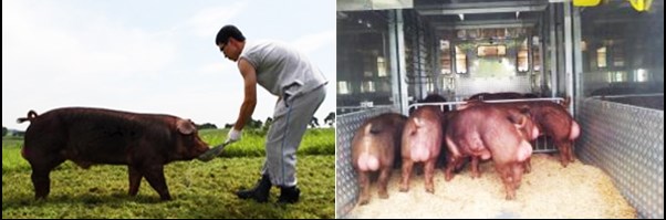농촌진흥청이 개발 중인 한국형 ‘아비씨돼지’의 모습 - 농촌진흥청 제공