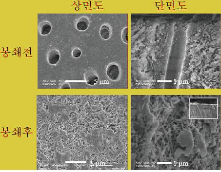 시멘트질 아래 존재하는 상아세관을 전자현미경으로 촬영한 모습. 연구진이 개발한 치료제는 상아세관을 봉쇄해 시린 이 증상을 막아준다. - 포스텍 제공