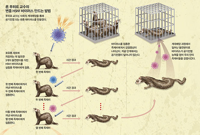 네덜란드 에라스뮈스 메디컬센터 론 푸히르 교수팀은 계대배양(계대감염)을 통해 공기전염이 가능한 바이러스를 만들었다. - (주)동아사이언스 제공