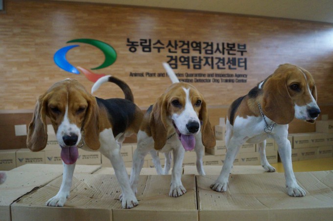 농림수산검역검사본부 역대 최고의 검역탐지견으로 인정 받는 ‘데니’의 복제견들. 2012년 1월 태어난 이들은 9개월 간 훈련을 거쳐 검역 탐지견으로 투입됐다. - 동아일보DB 제공