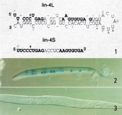 앰브로스 교수팀은 lin-4 유전자가 발현된 뒤 염기 61개짜리 RNA 가닥(lin-4L)과 22개짜리 RNA 가닥(lin-4S)이 만들어진다는 사실을 발견했다(➊). 훗날 22개짜리는 마이크로RNA로, 61개짜리는 전(前) 마이크로RNA로 명명됐다.마이크로 RNA인 lin-4S는 lin-14 단백질이 만들어지는 걸 방해한다. 그 결과 lin-4S 양이 적은 발달 초기에는 lin-14 단백질(파란색)이 많지만(➋) lin-4S 양이 많은 발달 후기에는 lin-14 단백질이 거의 없다(➌). - 셀 제공