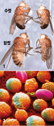 ➊ 마이크로RNA는 몸의 크기를 조절하는 데도 관여한다. miR-8이 고장난 초파리(오른쪽)는 정상 초파리에 비해 작다. - 1-셀 / 2-사이언스 제공