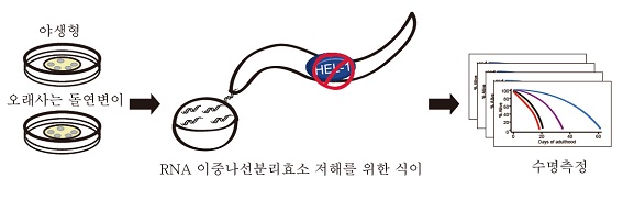 대장균을 주식으로하는 예쁜꼬마선충에게 HEL-1 효소의 기능을 저하시키는 먹이를 주자 수명이 최대 39% 줄어들었다. - 기초과학연구원(IBS) 제공