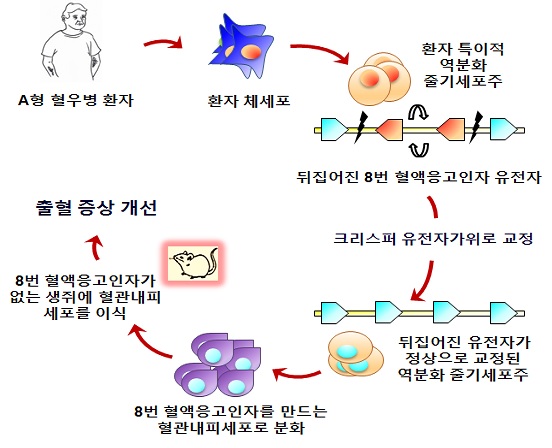 혈우병 환자에게서 얻은 세포의 돌연변이 유전자를 고친뒤 혈액응고인자를 만드는 혈관내피세포로 분화시키는 데 성공했다. - 기초과학연구원,연세대 의대 제공