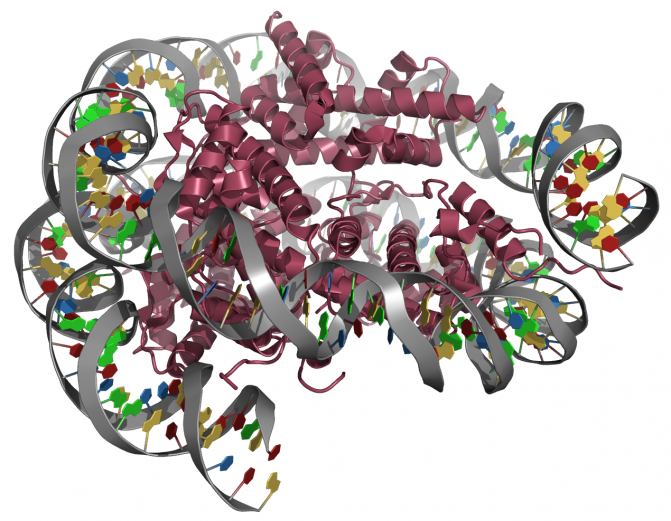 뉴클로오솜의 3D구조 / 중앙에 빨간색 물질은 히스톤 단백질이다. 이를 1.7번 가량 휘감고 있는 회색 나선은 DNA다. DNA가 히스톤을 감고 있는 구조를 뉴클로오솜이라고 한다. DNA를 압축해 저장하기 위해서는 이 구조가 반드시 필요하다 - 단백질 정보은행 제공