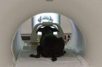 에모리대 연구진이 개와 진행한 fMRI 실험을 통해 개에게는 사람이나 다른 개의 얼굴을 인식할 수 있는 선천적인 능력이 있다는 사실을 알아냈다. - 에모리대 제공