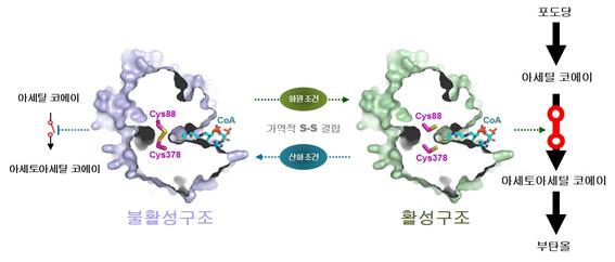 바이오부탄올 생산을 돕는 효소(thiolase)의 산화-환원과정을 나타낸 모습