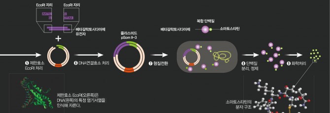 과학동아 (일러스트 최은경) 제공