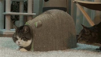 giphy 제공