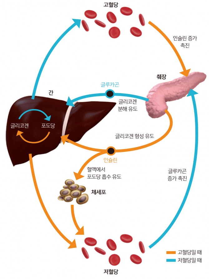 인간을 비롯한 잡식동물은 전분을 많이 먹는다. 이로 인한 인슐린과 글루카곤 호르몬 작용이 확연하게 달라지면서 배고픔을 반복해서 느끼고 자주 먹는다. 특히 인간은 여기에 탐식이 더해져 ‘메가이터’가 됐다. - GIB 제공