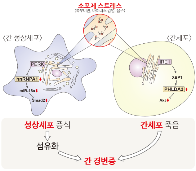 연구팀이 밝힌 소포체 스트레스에 의해 간 질환이 악화되는 과정. - 서울대 약학대학 제공