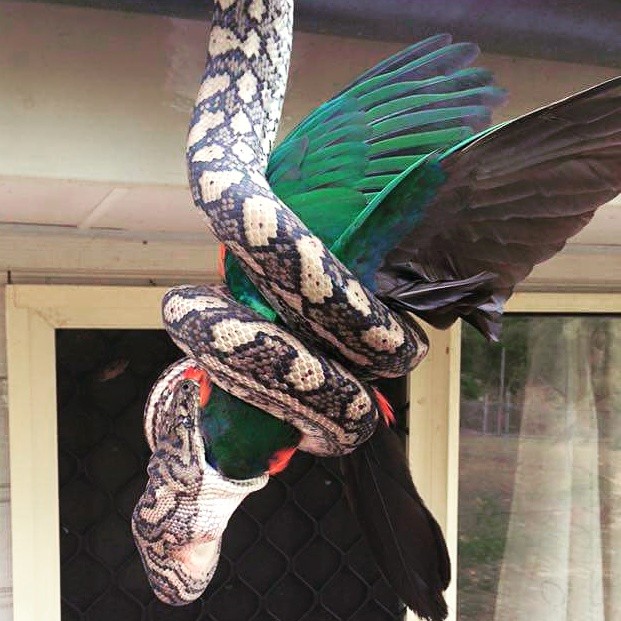 ReptileCatcher 페이스북 제공