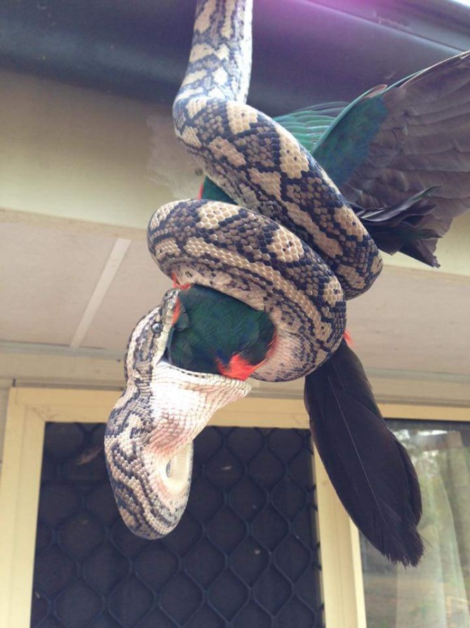 ReptileCatcher 페이스북 제공