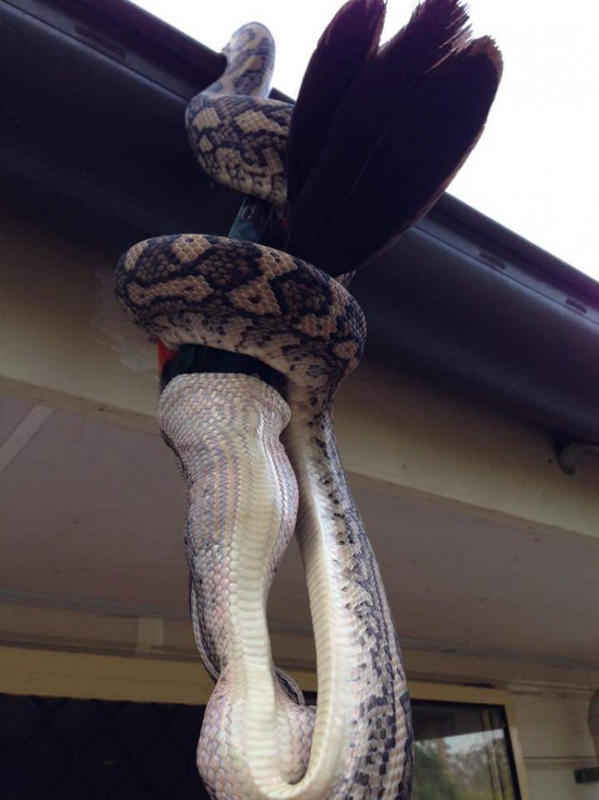 ReptileCatcher 페이스북 제공