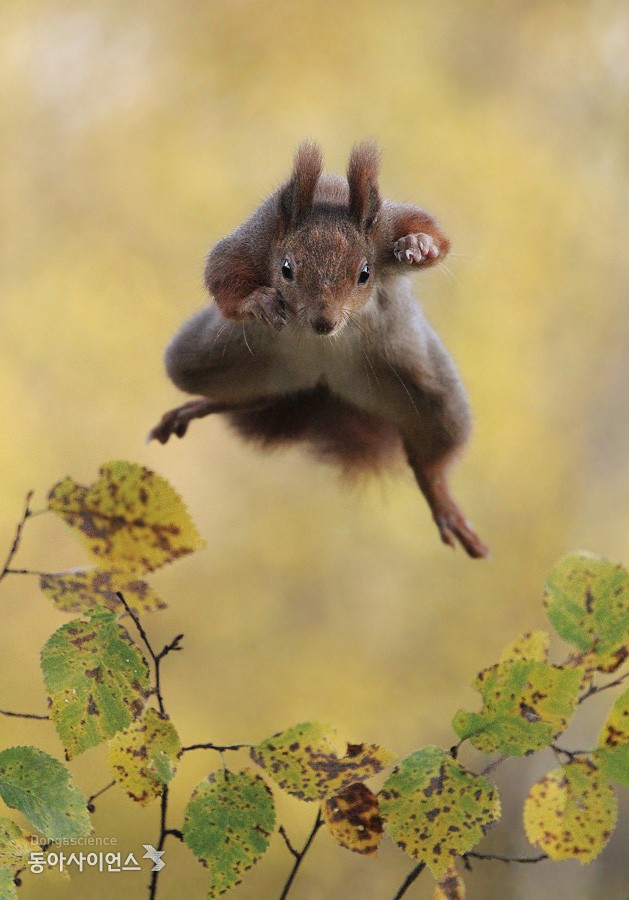 청설모가 나무 사이로 점프하는 순간 : 동아사이언스