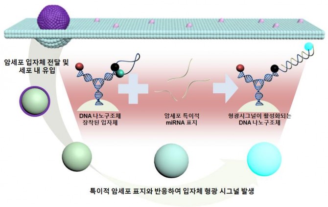 국내 연구진이 암세포 속에 존재하는 마이크로RNA과만 결합하는 DNA나노구조체를 개발했다. 구조체 끝에는 결합시 빛을 내는 입자체가 있어 진단이 쉽게 했다. - 성균관대 제공