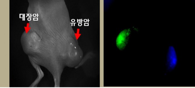 대장암과 유방암 세포를 함께 가지고 있는 쥐(좌)에 새롭게 개발한 상향변환 나노캡슐을 주사해 암 검진을 실시했다. 실험 결과(우) 대장암은 녹색, 유방암은 파란색 형광색을 보인다. - 한국기초과학지원연구원 제공