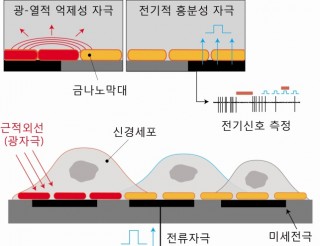 금 나노막대와 미세 전극 칩을 결합한 광-전기 복합 자극 칩 모식도. - 한국과학기술원(KAIST) 제공
