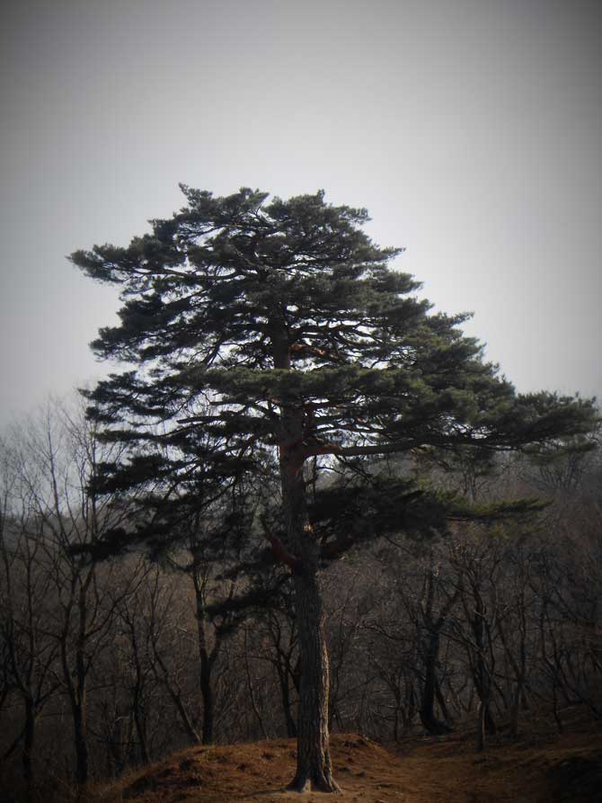 자신의 자리를 꿋꿋이 지키는 소나무를 닮고 싶다. - 고기은 제공