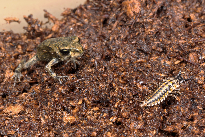 대치중인(?) 애벌레와 두꺼비 - 플로스원 제공