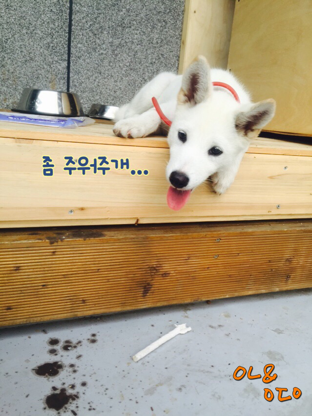 주인이 주워주길 기다리지 말고 직접 주워 먹으라고! ㅋㅋ - ㅇㄴ&ㅇㄷㅇ 제공
