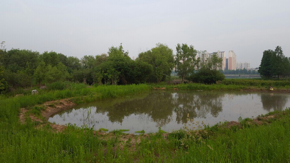 지난 2015년부터 수원청개구리 복원사업을 진행하고 있는 경기 수원 일월저수지의 모습. - 장이권 교수 제공
