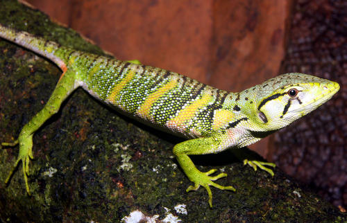 Polychrus marmoratus - City College of New York 제공