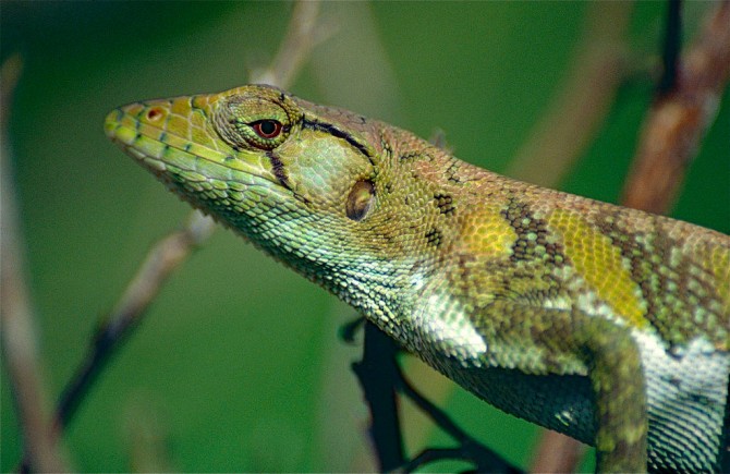 Polychrus marmoratus - Bernard DUPONT(W) 제공