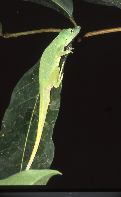 Anolis Punctatus - Andreas Schlüter(W) 제공