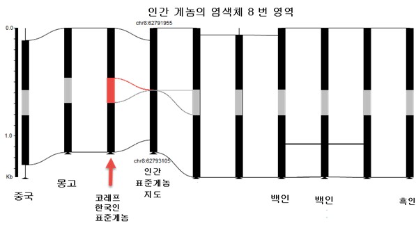 코레프를 포함해 전 세계적으로 발표된 역대 10개 인간게놈지도에서 8번 염색체를 비교한 그림. 인간표준게놈지도에는 코레프 등 9개 게놈지도에서 나타난 특정 DNA 영역이 빠져 있다. - 울산과학기술원 제공