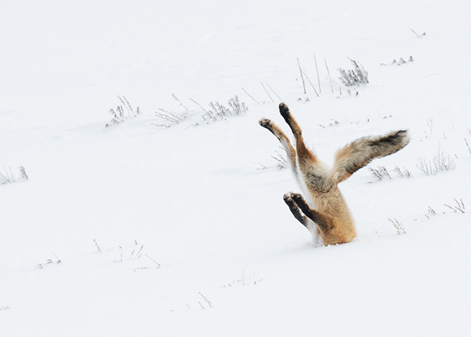 Angela Bohlke/Comedy Wildlife Photo 2016 제공