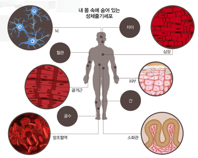 성체줄기세포는 골수나 혈액 등 우리 몸 곳곳에 소량씩 존재하는 줄기세포다. 배아줄기세포처럼 모든 조직으로 분화하는 능력(만능성)은 없지만, 여러 조직으로 분화하는 능력(다분화능)을 가지고 있다. 무릎 연골이 닳아 없어지거나, 척수가 손상됐을 때 환자의 줄기세포를 이용하면 면역거부반응 없이 치료할 수 있다. 현재 줄기세포 치료제 임상연구의 97%가 성체줄기세포를 이용한다. - (주)동아사이언스 제공