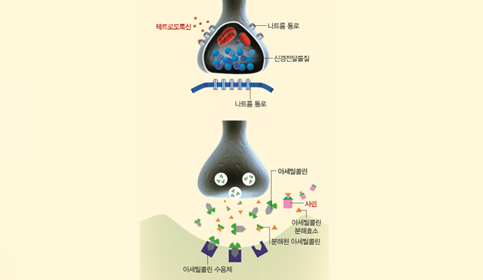 (주)동아사이언스(과학동아 2012년 4월호) 제공